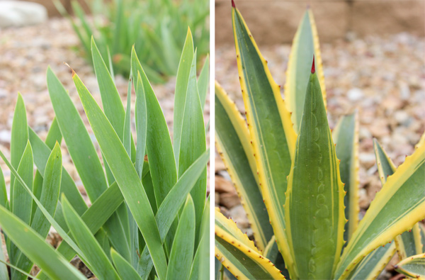 Closeup greenery