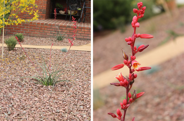 Closeup plant