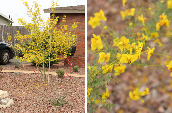 Yellow flowering tree