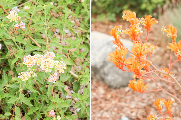 Closeup plants