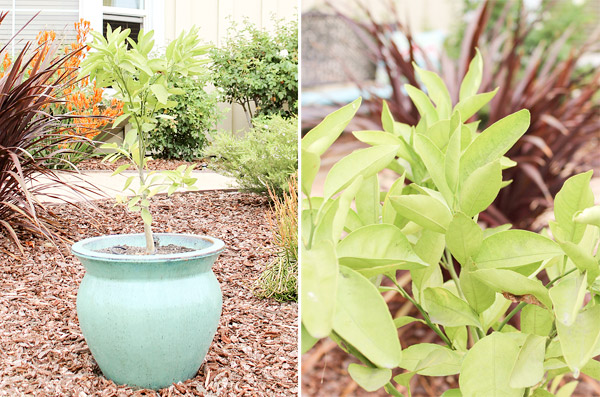 Potted Tree