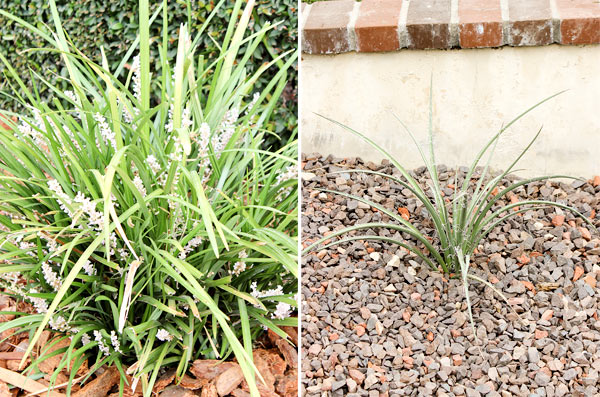 Closeup plants