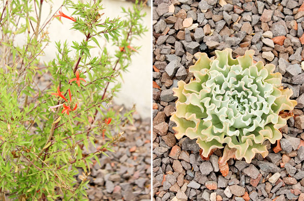 Closeup plants