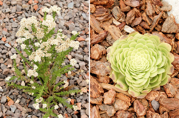 Closeup plants