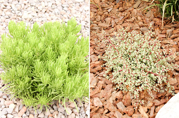 Closeup plants