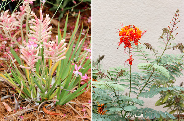 Closeup plants