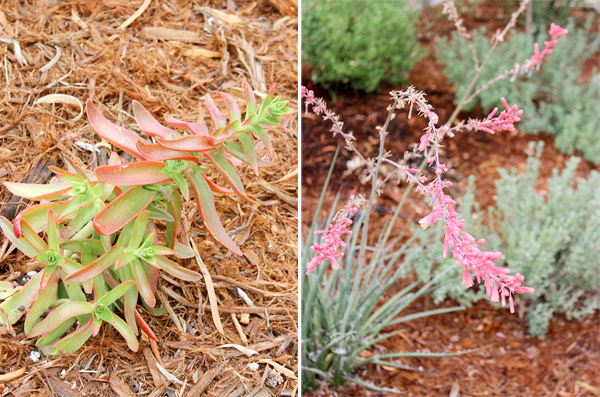 Closeup plants