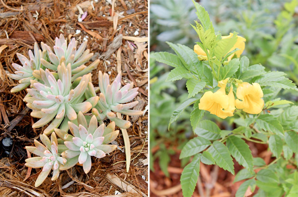 Closeup plants