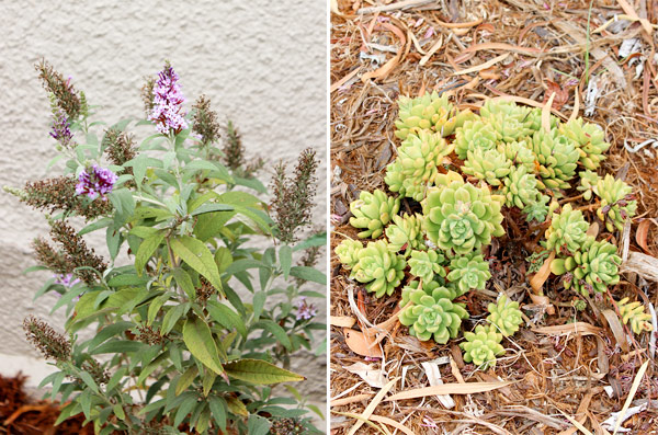 Closeup plants