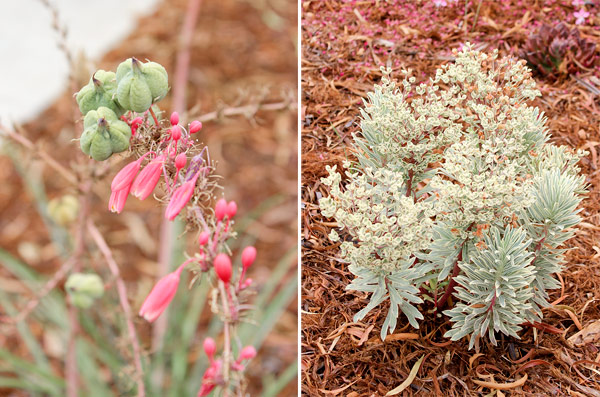 Closeup plants