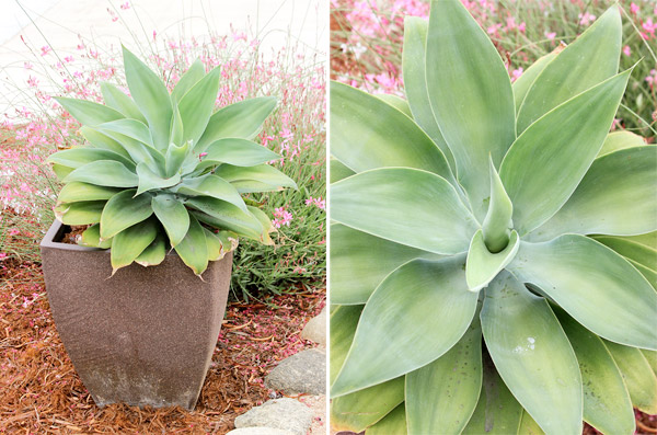 Potted succulent