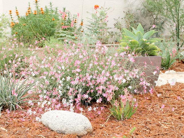 Flowering plant