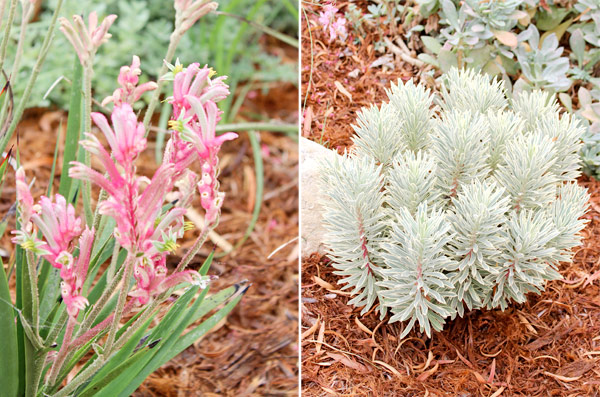 Closeup plants