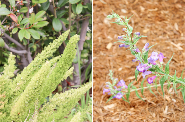 Closeup plants