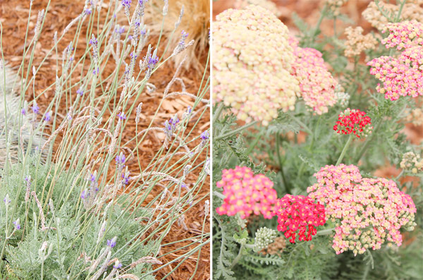 Closeup plants