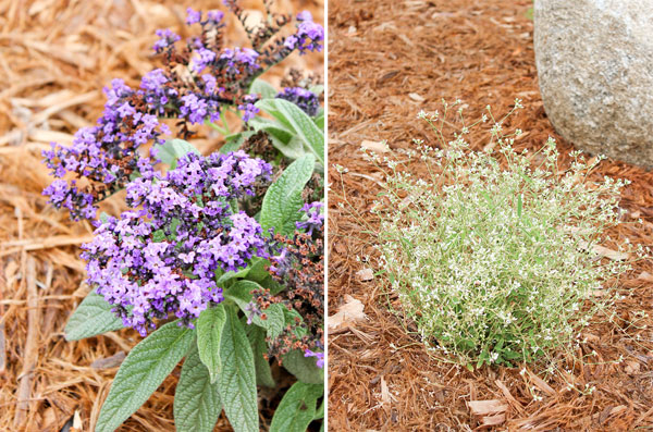 Closeup plants