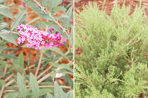 Closeup plants