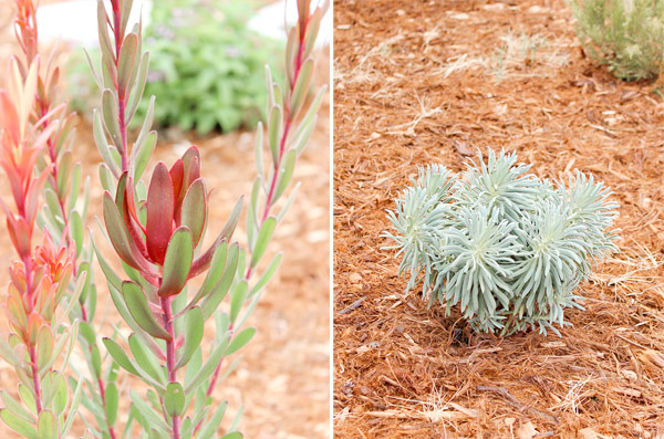 Closeup plants