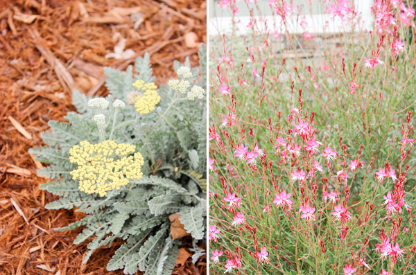 Closeup plants