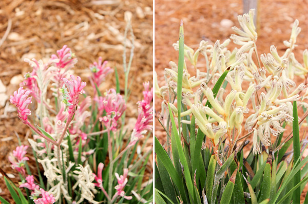 Closeup plants