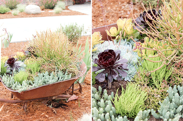 Succulents in a wheel barrel