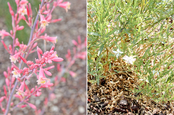 Closeup plants