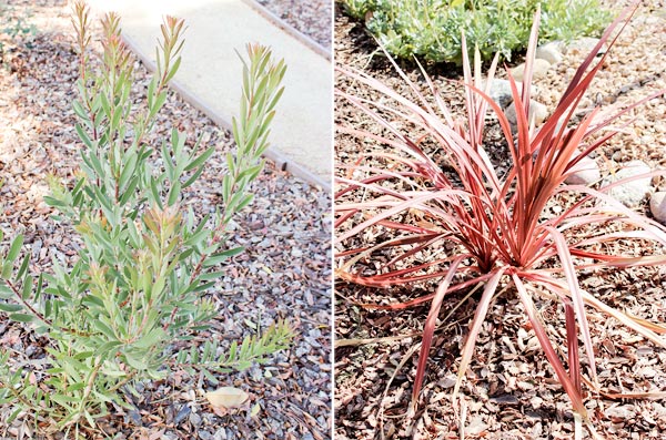 Closeup plants