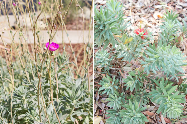 Closeup plants