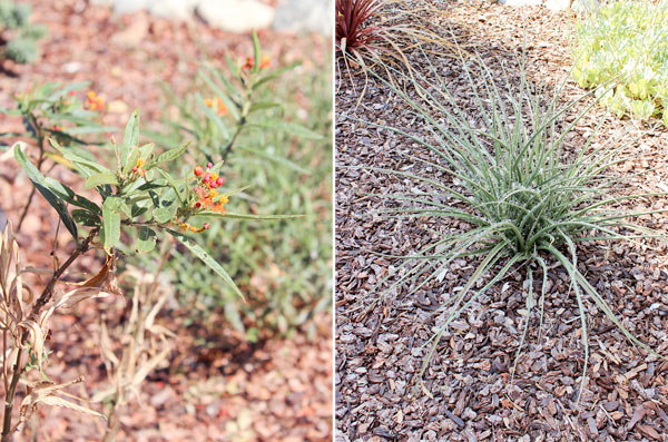 Closeup plants