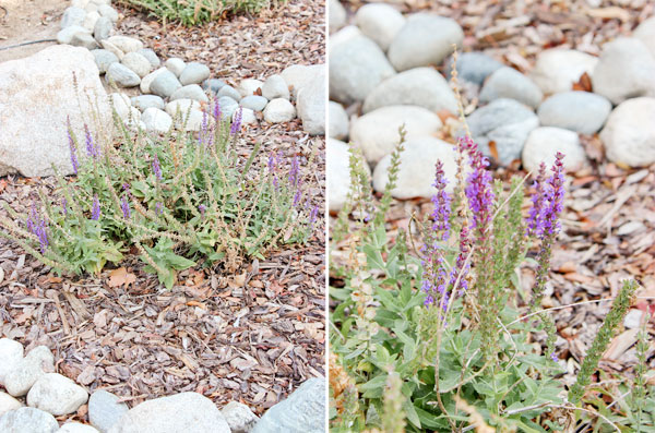 Closeup plant view