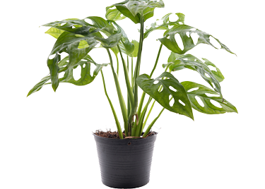 Potted plant