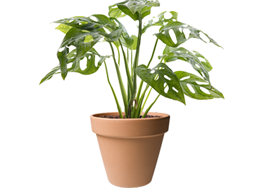 Plant inside pot