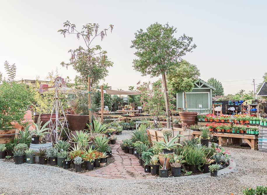 Services-DG-DroughtTolerant Arrangement of potted plants