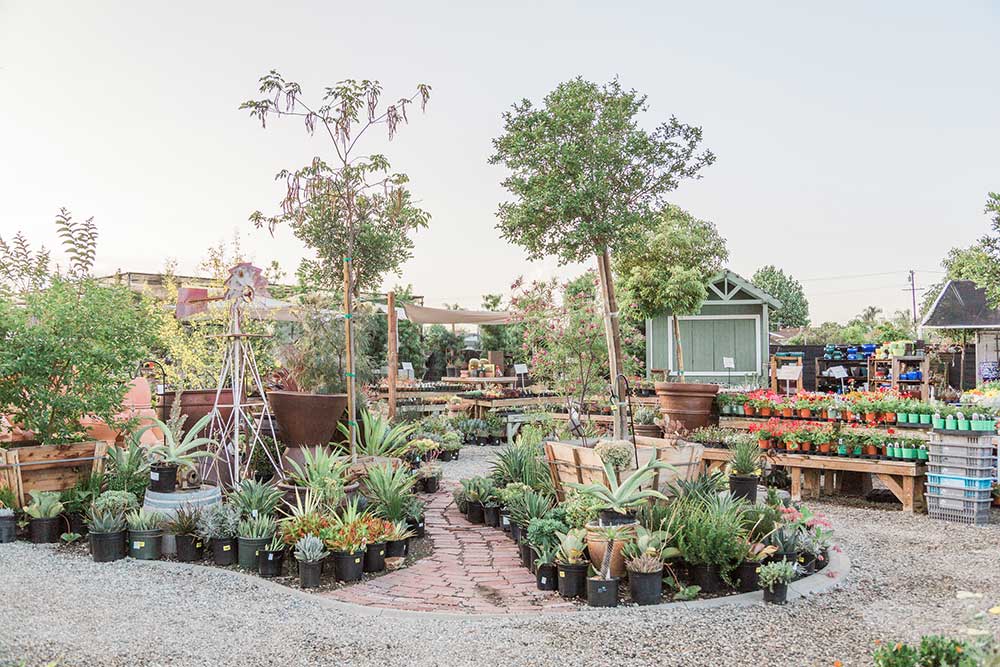 Arrangement of potted plants