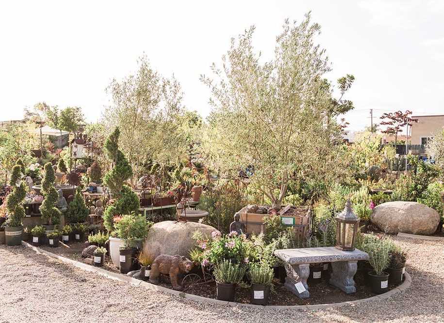 Services-DG-Mediterranean Garden decorations and potted plants