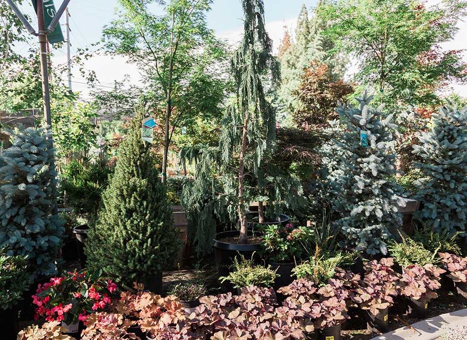 Services-DG-Woodland Trees and shrubbery