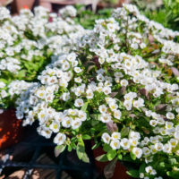 Alyssum