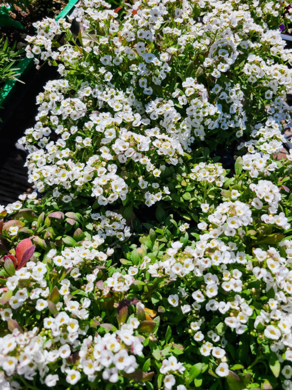 Alyssum