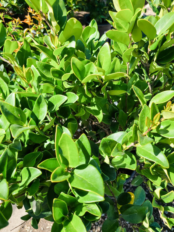 Waxleaf Privet