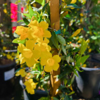 Carolina Jessamine