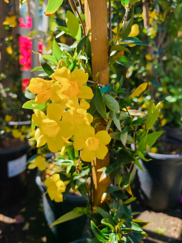 Carolina Jessamine