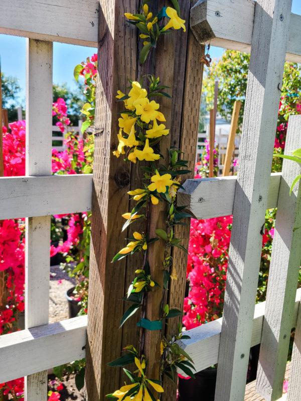 Carolina Jessamine