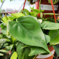 Heart Leaf Philodendron