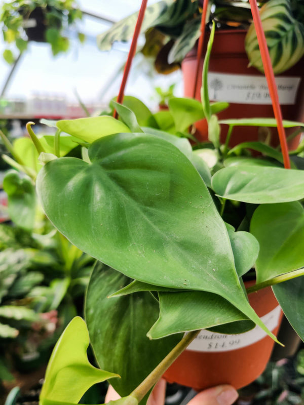 Heart Leaf Philodendron