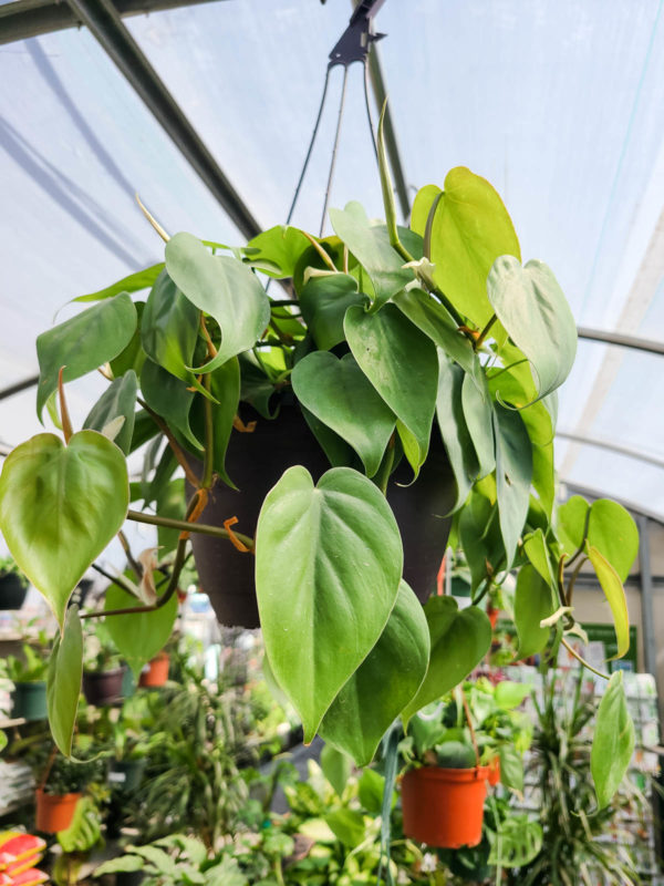 Heart Leaf Philodendron