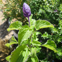 Mystic Spires Blue Salvia