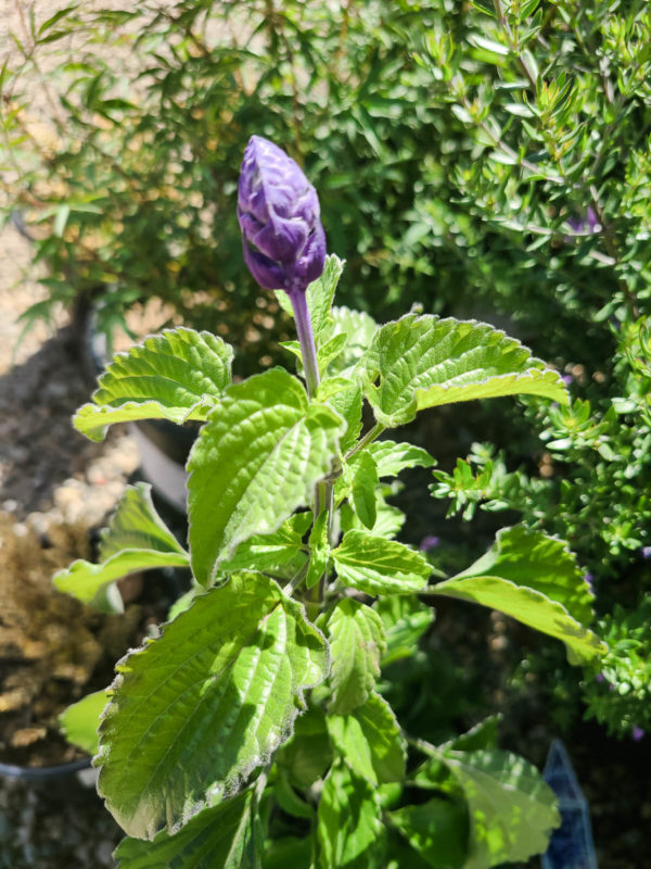 Mystic Spires Blue Salvia