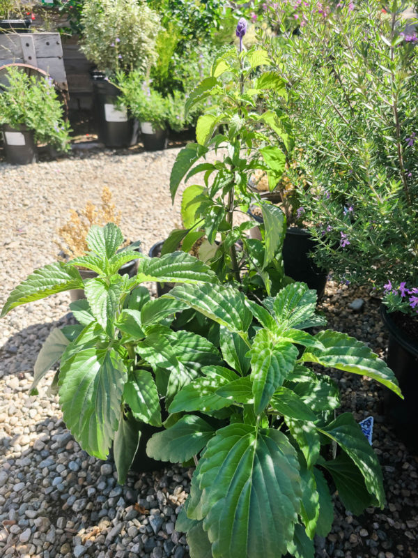 Mystic Spires Blue Salvia