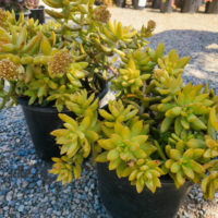 Coppertone Stonecrop