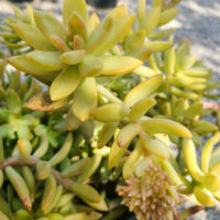 Coppertone Stonecrop